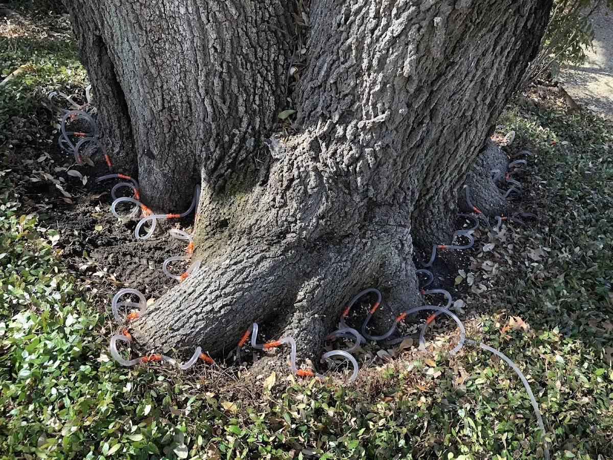 Detailed Shrub and Hedge Trimming job site in Bryan
