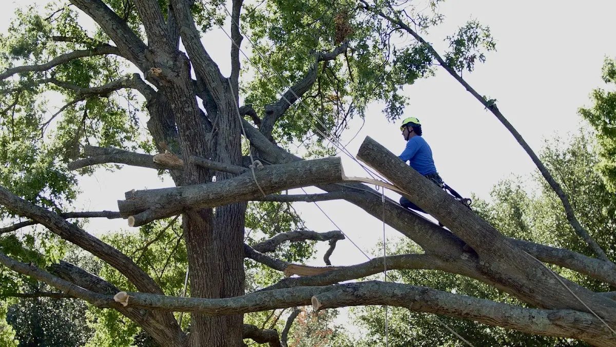 Professional Crown Thinning performed by certified arborists in Bryan
