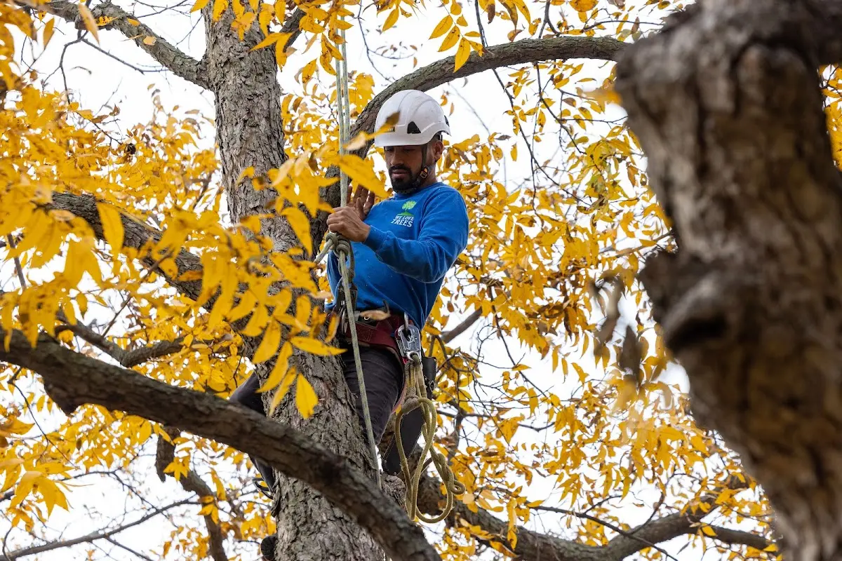 Skilled Tree Transplanting crew working in Bryan